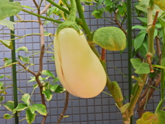 白茄子の実　４