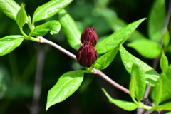 アメリカ蠟梅 （アメリカろうばい）黒花蠟梅（くろばなろうばい）４