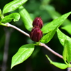 アメリカ蠟梅 （アメリカろうばい）黒花蠟梅（くろばなろうばい）４