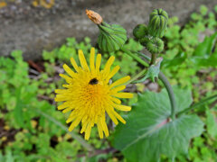 野芥子 （のげし）４