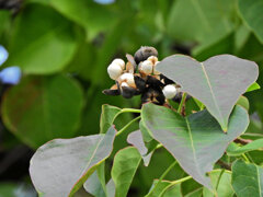 南京黄櫨 （なんきんはぜ）弾けた実　４