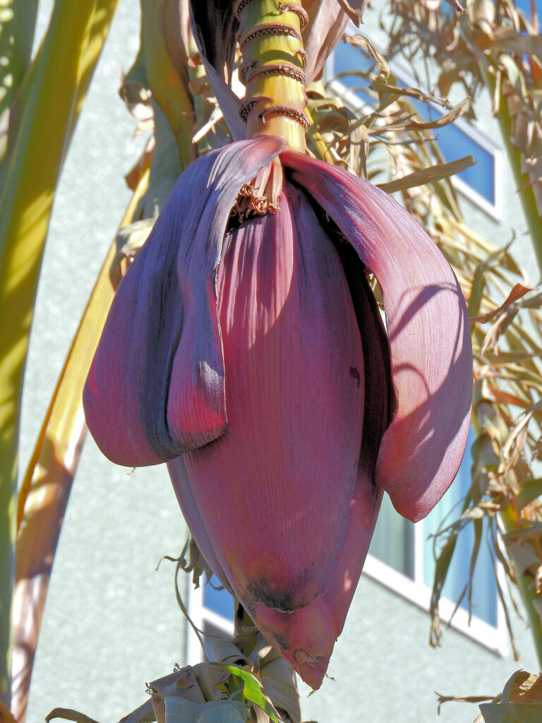 寒風にさらされるバナナ　２