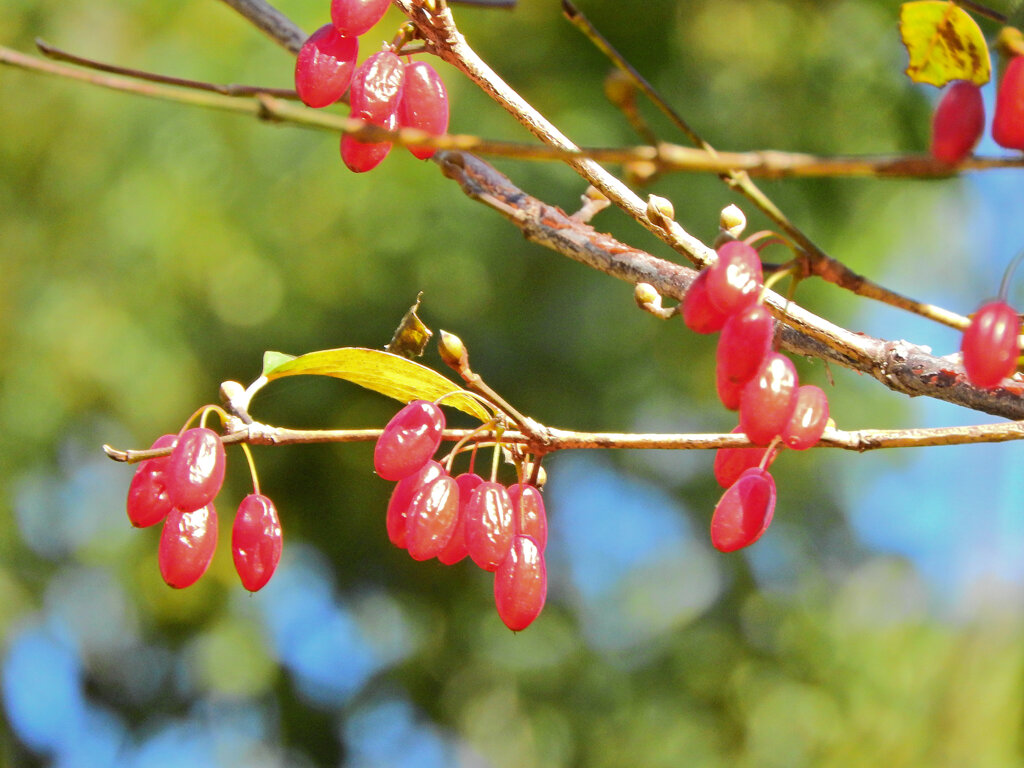 山茱萸 （さんしゅゆ）実　２