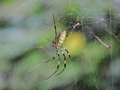 女郎蜘蛛 1 女郎蜘蛛 1