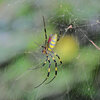 女郎蜘蛛　１