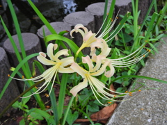 彼岸花 （ひがんばな） 曼珠沙華　（まんじゅしゃげ）４