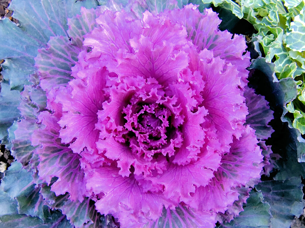 「葉ボタン」３