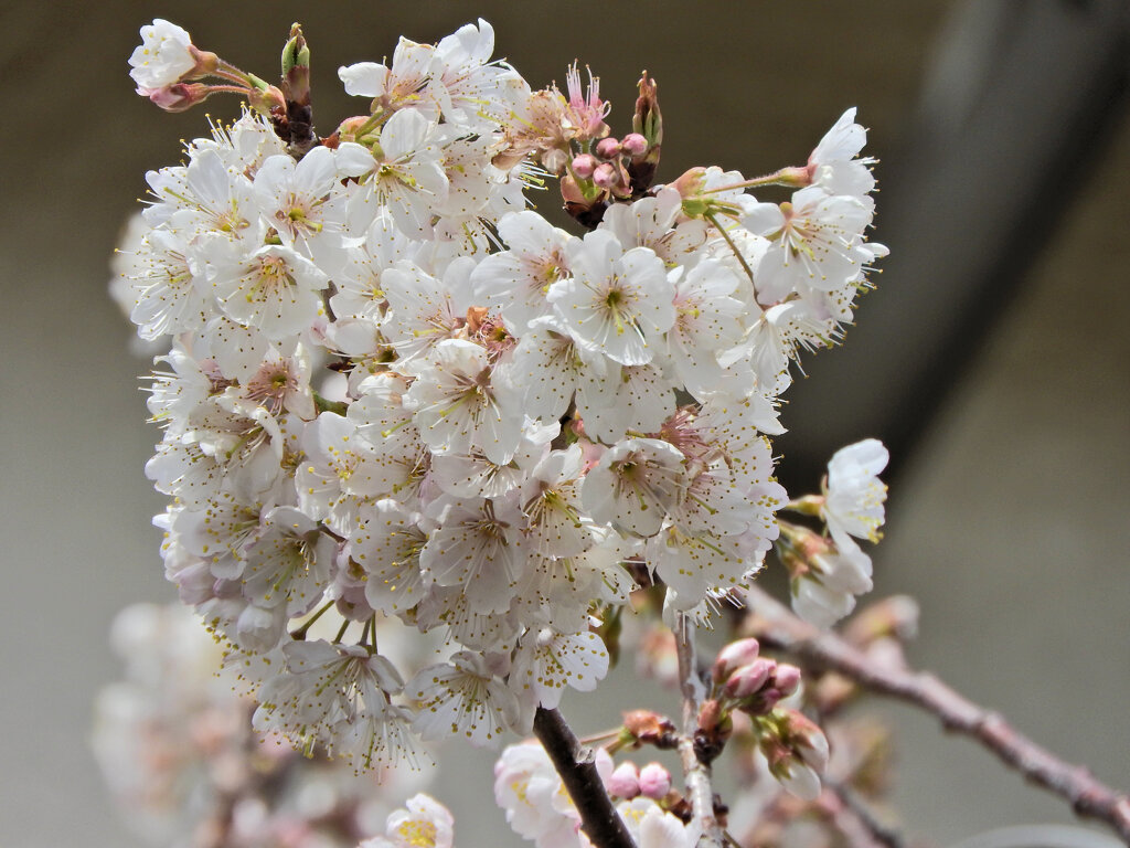 暖地桜桃(だんちおうとう)　４