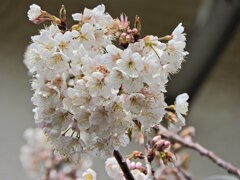 暖地桜桃(だんちおうとう)　４