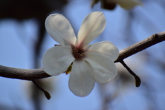 辛夷の花　７