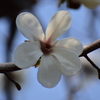 辛夷の花　７
