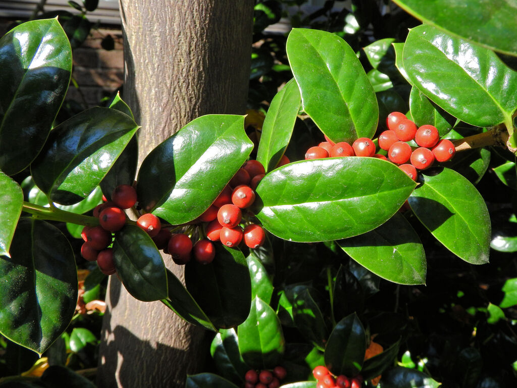 チャイニーズ・ホーリー　８