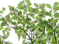 見上げると花水木　５