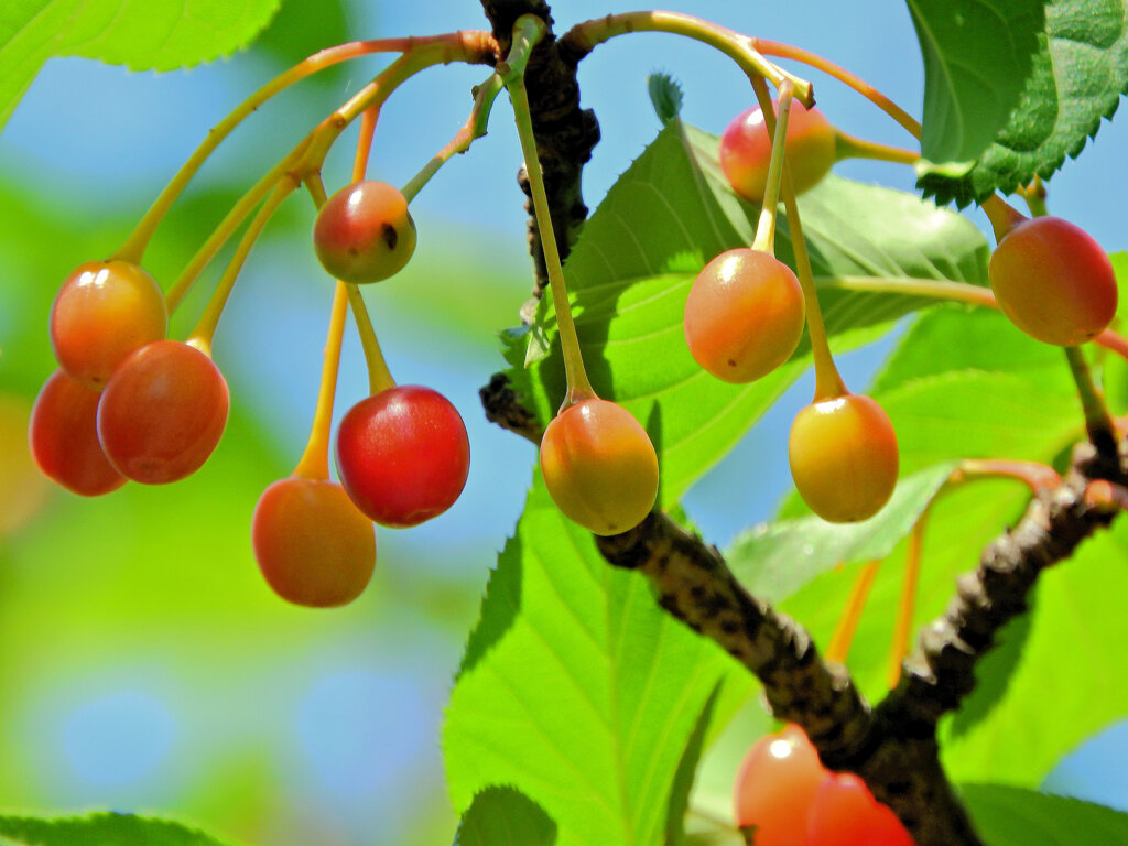 河津桜の実　１