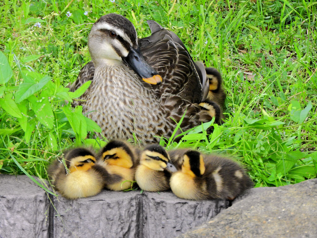 カルガモの一家　雛6羽　無事です　１