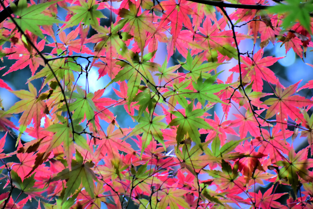 紅葉　⑤