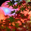 近所のお寺でⅡ　紅葉　５