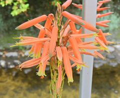 アロエの花　５