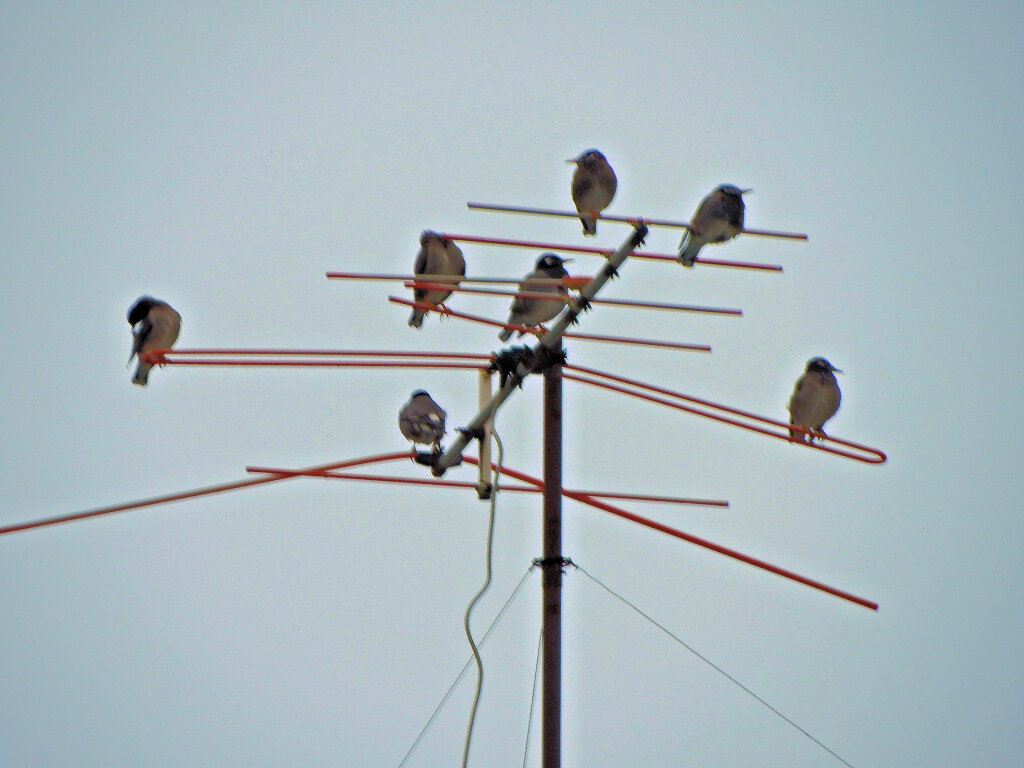 テレビの受信レベルが下がったのは・・・