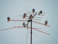 テレビの受信レベルが下がったのは・・・
