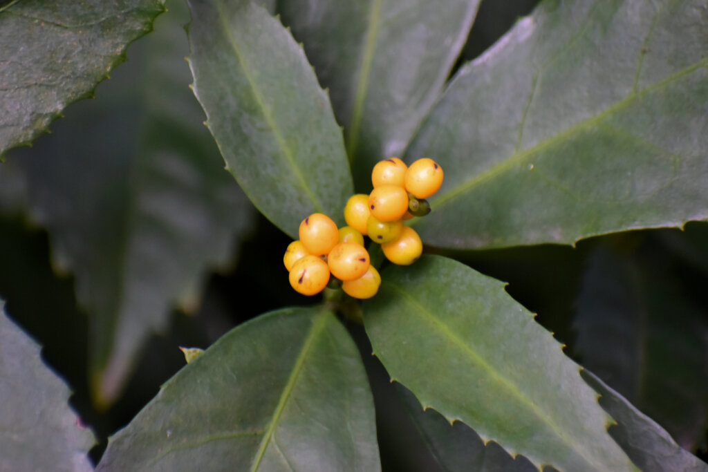 きみのせんりょう 　(黄実の千両)　１