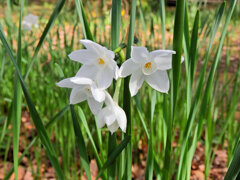 里山で水仙　３