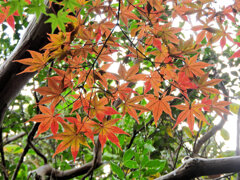 近所のお寺の紅葉　７