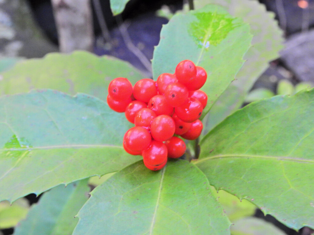 「千両（せんりょう）」の実　２