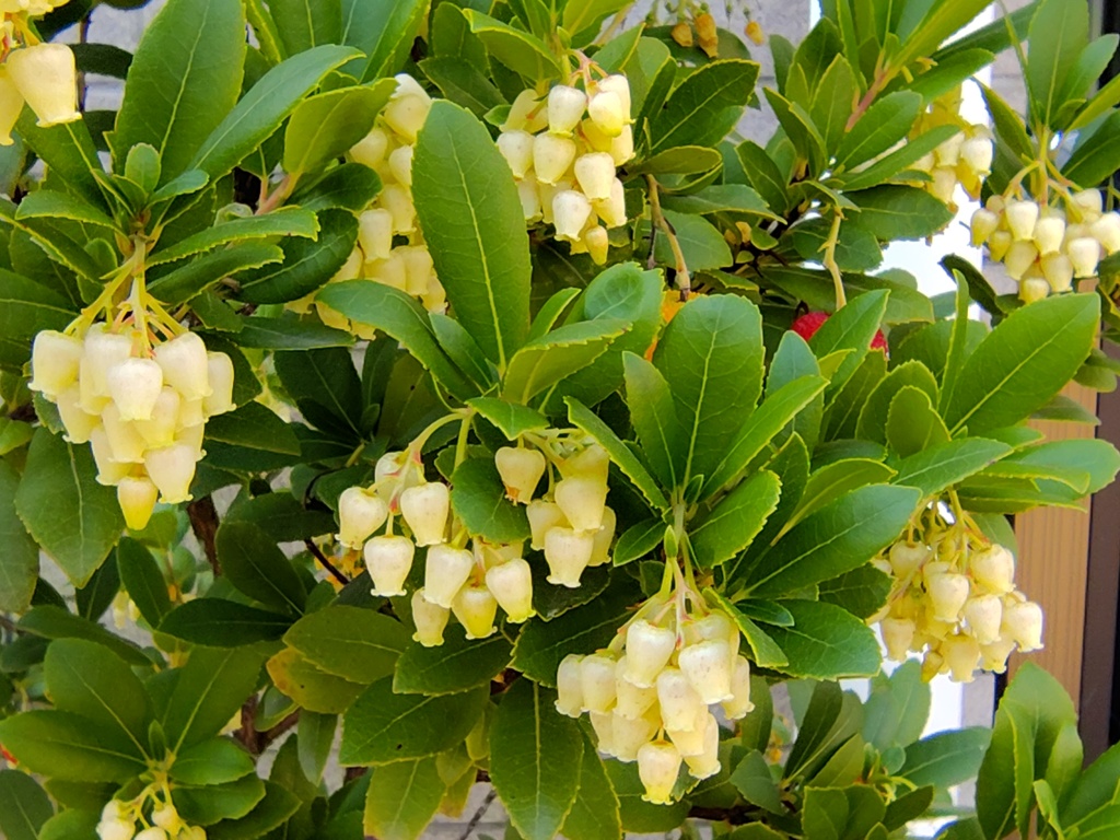 ストロベリーツリー   苺の木　（いちごのき）　花　２