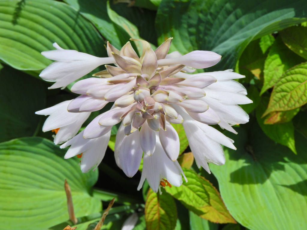 擬宝珠 （ぎぼうし）  (Day lily)　３