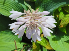 擬宝珠 （ぎぼうし）  (Day lily)　３