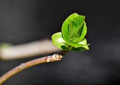 春の芽吹き・・・