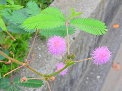  オジギソウ（お辞儀草、含羞草) 2