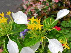 崑崙花 （こんろんか）４