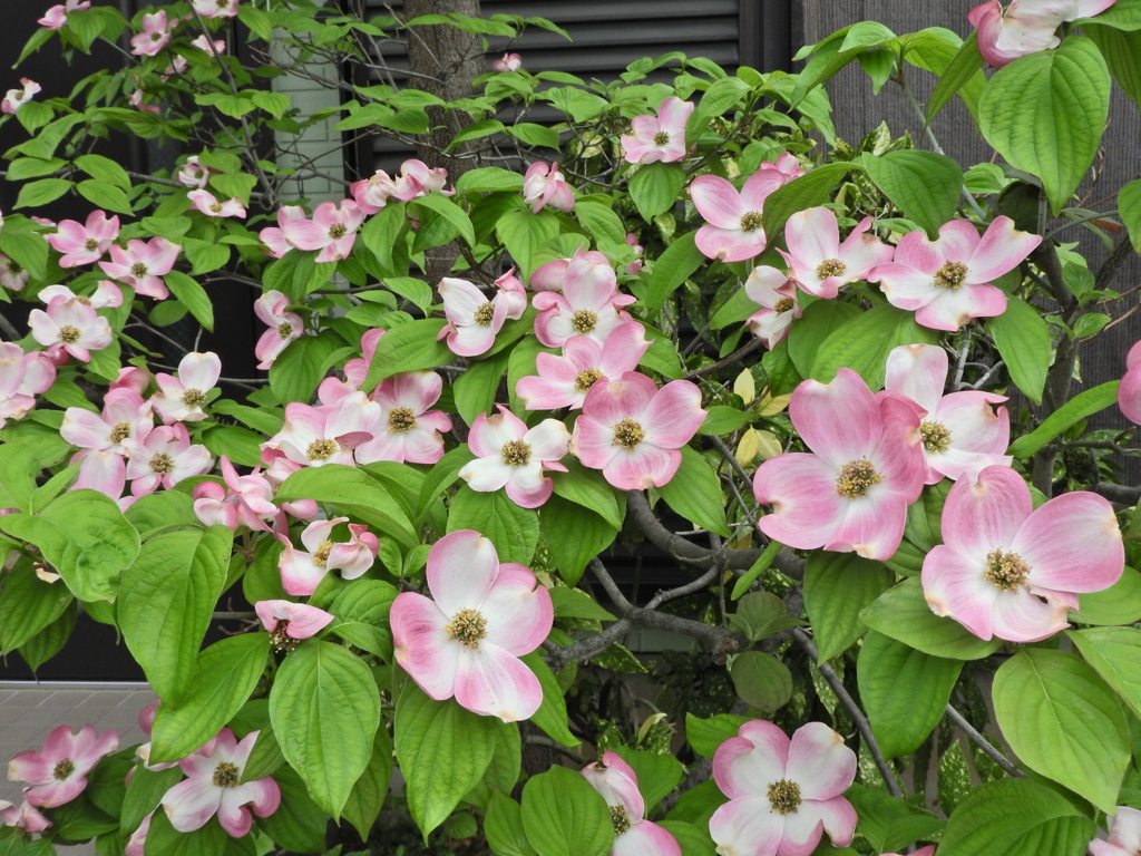 在庫処分・花水木ピンク　３
