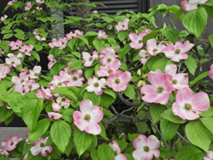 在庫処分・花水木ピンク　３
