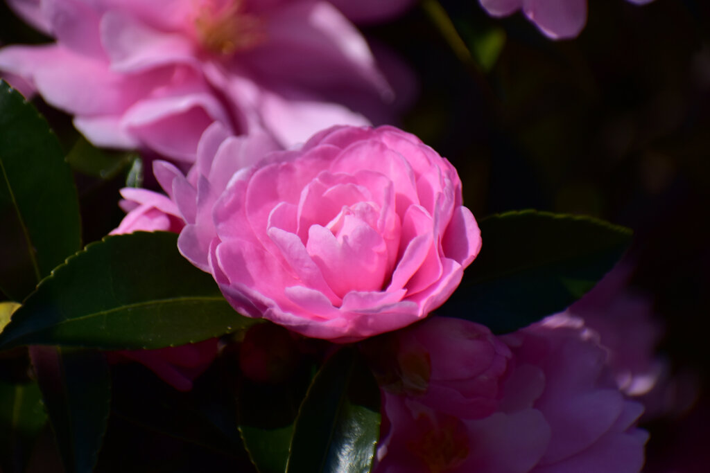 山茶花　３