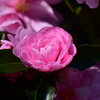 山茶花　３