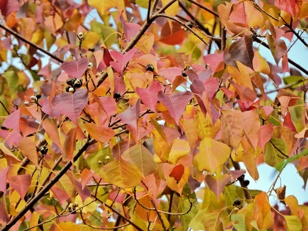 南京黄櫨 （なんきんはぜ） （紅葉と白いタネ）７