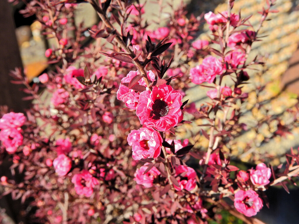 御柳梅 （ぎょりゅうばい）（ティーツリー）１