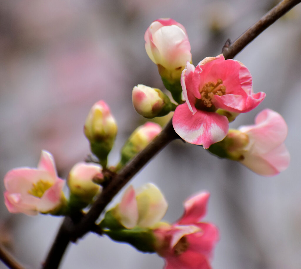 ぼぉけぇ～木瓜の花　３