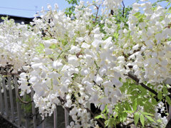 藤の花　白花　１