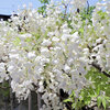 藤の花　白花　１