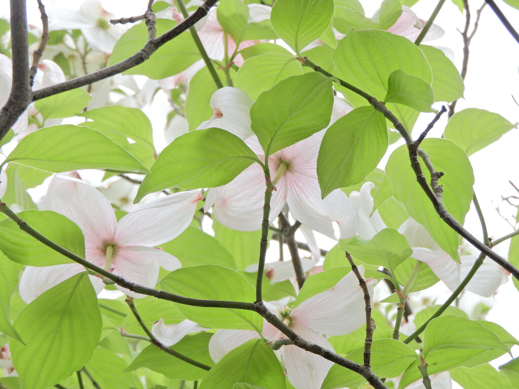 見上げると花水木　３