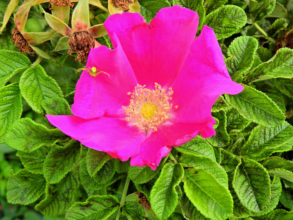 浜梨 （はまなす）の花