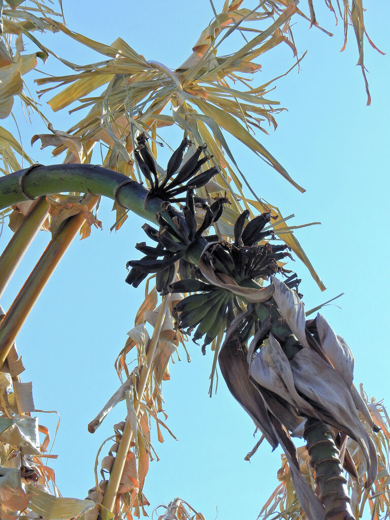 寒波で耐えられず枯れたバナナ　2/2