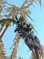 寒波で耐えられず枯れたバナナ　2/2