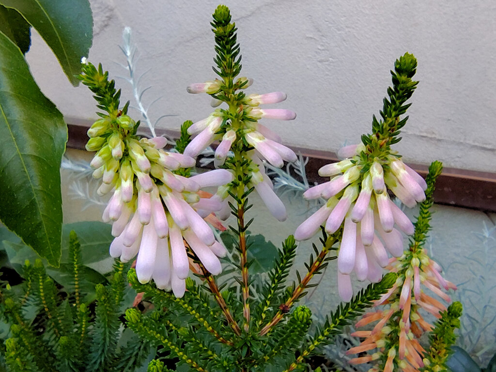 エリカ　様　４