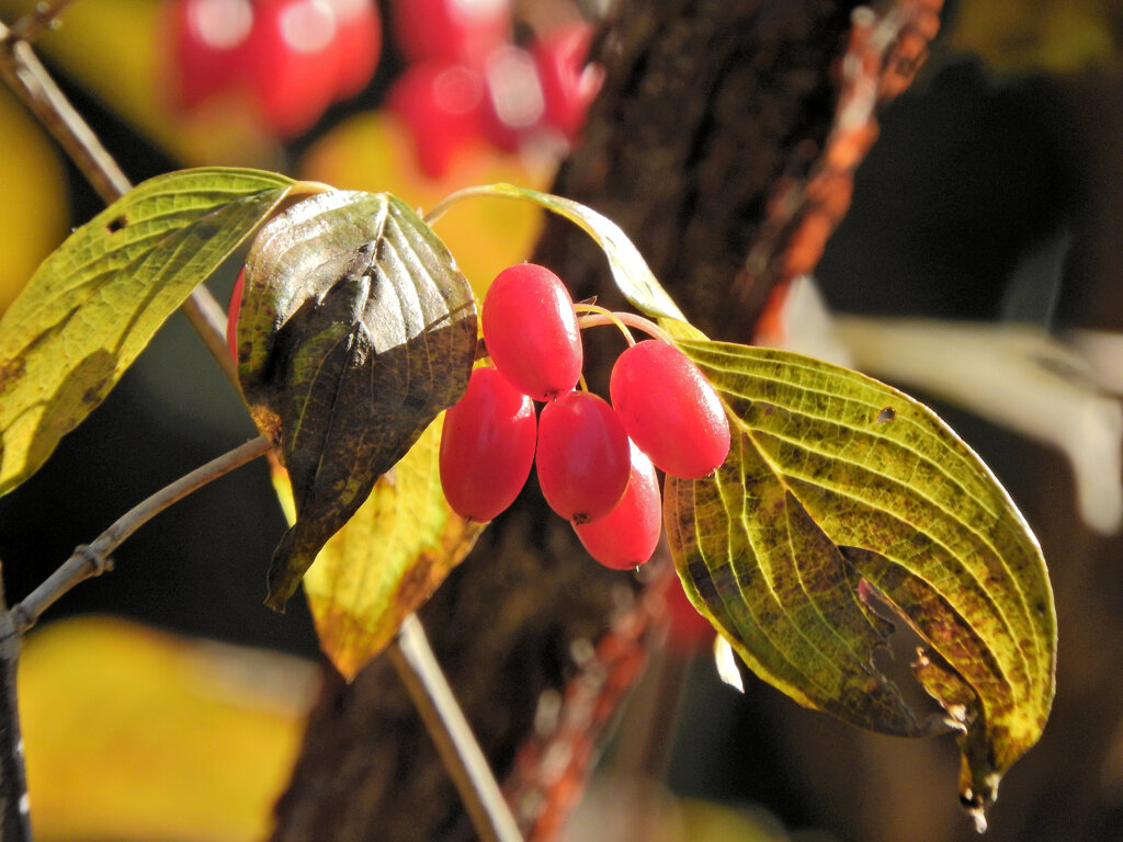 まだ残っていた　山茱萸（サンシュユ）の実　５