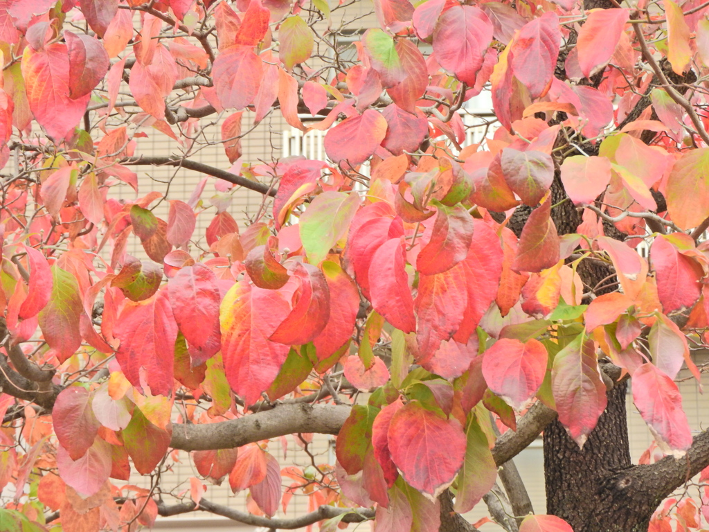 ハナミズキの紅葉　７